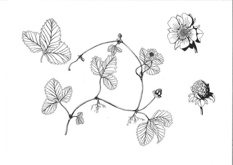 Schijnaardbei, getekend in het kader van een stage in de Hortus door Robin Hoekstra