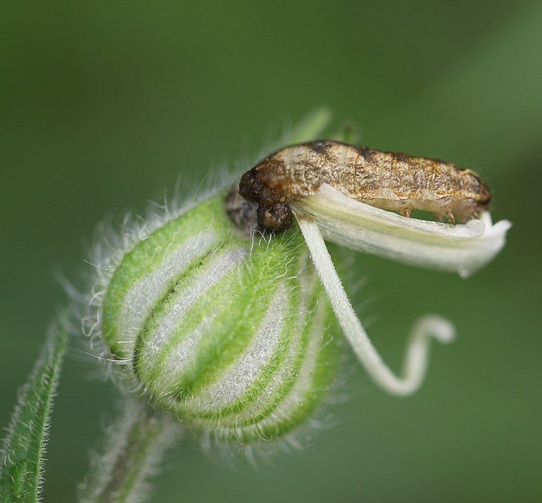 Deze rups van de gewone silene-uil is zijn huis in de avondkoekoeksbloem ontgroeid