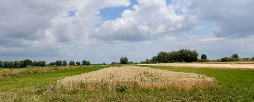 BAM-akker in Well, Gelderland.