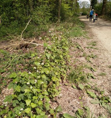 Look-zonder-look langs een bospad in Anloo (Drenthe)