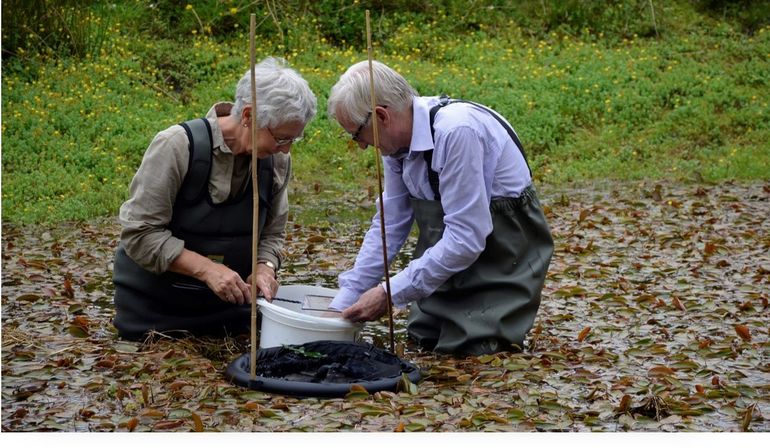 Matty Meij en Annemarie van Diepenbeek controleren leefnetten op knoflookpadden in ‘t Hurkske