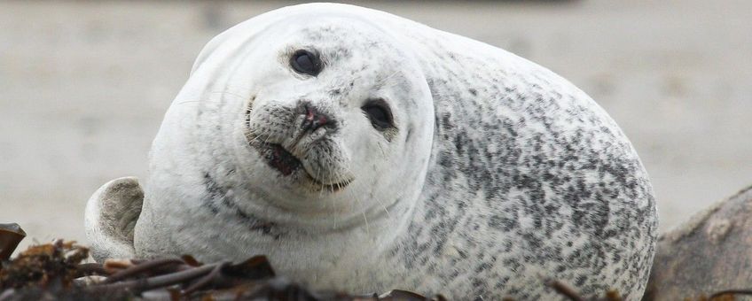 Gewone zeehond