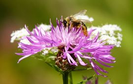 Jauke Boerdam Pluimvoetbij in knoopkruid