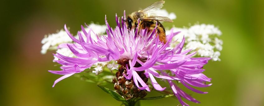 Pluimvoetbij in knoopkruid