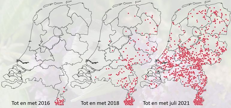 De waarnemingen van het scheefbloemwitje in Nederland