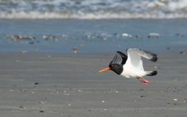 Scholeksters Wadden