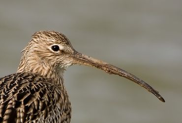 De wulp staat nieuw op de Rode Lijst