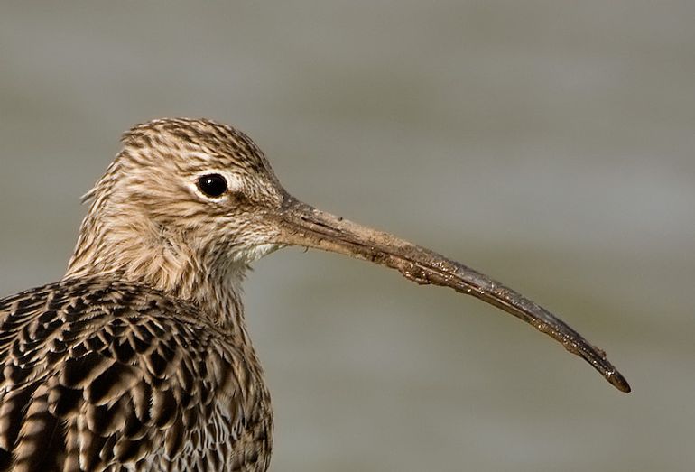 De wulp is de grootste steltloper van Nederland en al van veraf herkenbaar aan zijn enorm lange naar beneden gebogen snavel