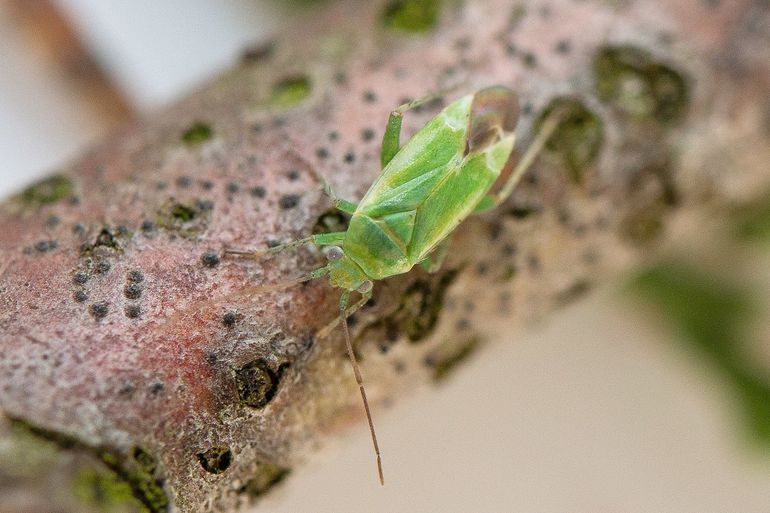 Een kortsnuittamariskwants op een stengel van tamarisk