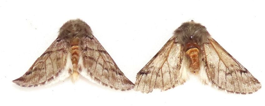 Eerste dennenprocessievlinders gevangen in Nederland