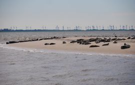 Shutterstock (locatie Norderney) Zeehonden en windparken (eemalig exclusief gebruik WUR)