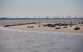 Zeehonden en windparken (eemalig exclusief gebruik WUR)