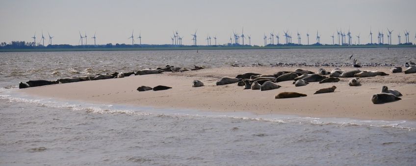 Zeehonden en windparken (eemalig exclusief gebruik WUR)