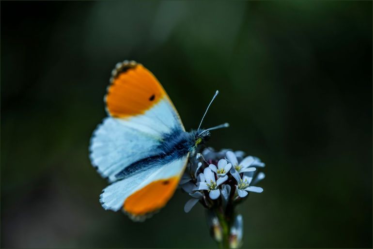 Het oranjetipje (mannetje) kan je volgens de vlindervoorspelling nu veel zien in Nederland