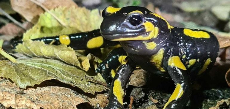 Vroeger dachten mensen dat de vuursalamander in het vuur geboren werd