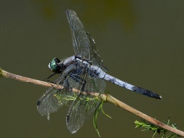 Een mannetje witpuntoeverlibel met een blauwe snuit, lichte strepen op het borststuk en witte aanhangsels