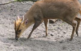Margoz, GNU-fd licentie Muntiacus reevesi. Muntjak