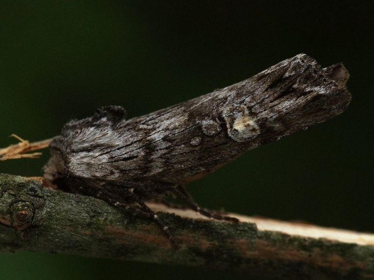 Bruine bosbesuil, goed gecamoufleerd