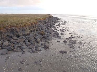 When the pressure on a salt marsh increases too much, it can tip over and get eroded by waves