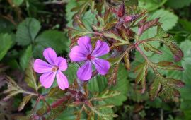 Ab H. Baas, Saxifraga robertskruid