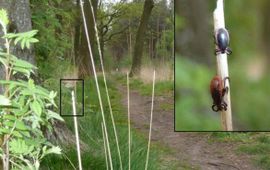 Een typische tekenstek: een bosachtige omgeving met hoog gras. Het wandelpad brengt de mens in contact met de teek, in dit geval een volwassen mannetje en een volwassen vrouwtje van de schapenteek (Ixodes ricinus) in hinderlaag (foto: Fedor Gassner)