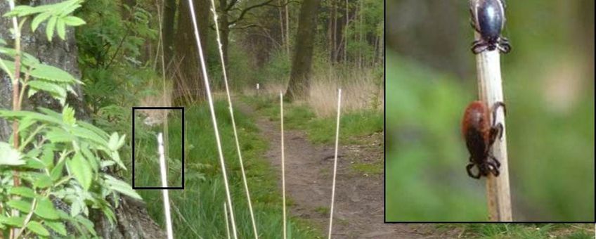 Een typische tekenstek: een bosachtige omgeving met hoog gras. Het wandelpad brengt de mens in contact met de teek, in dit geval een volwassen mannetje en een volwassen vrouwtje van de schapenteek (Ixodes ricinus) in hinderlaag (foto: Fedor Gassner)
