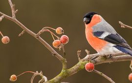 Shutterstock Goudvink