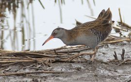 Mark Zekhuis Waterral