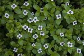 Cornus suecica, Zweedse kornoelje, Dwarf cornel