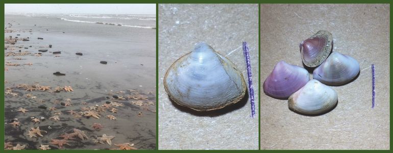 Door de storm worden allerlei zeedieren uit en van de zeebodem gespoeld. Links: Ameland 13 februari 2020; zeesterren, kamsterren en slangsterren tussen uit de bodem losgeslagen stukken veen. Midden en rechts: Katwijk 14 februari 2020. Midden: eerste doublet voor Katwijk van de exotische Amerikaanse strandschelp (Mulinia lateralis); rechts: fraai gekleurde korfschelpjes (Corbula gibba). De paarse stokjes zijn één centimeter