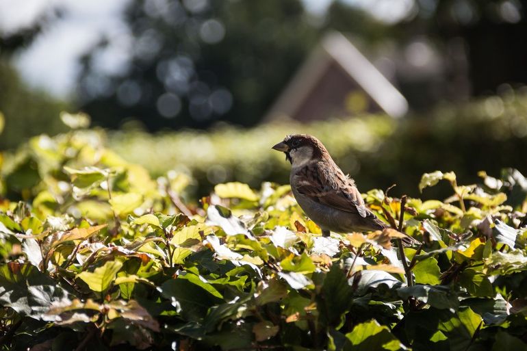 Verschillende soorten in de heg is geweldig, maar gewoon een beukenhaag is natuurlijk ook een aanwinst!