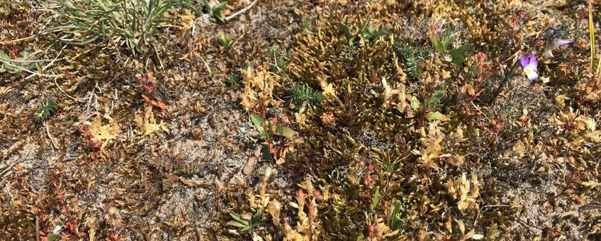 Droge plantjes (viooltjes) op zuidhelling duinen