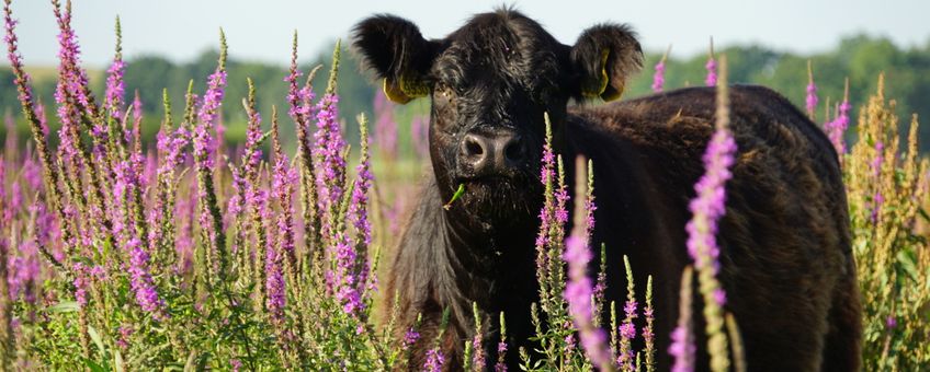 Galloway VOOR EENMALIG GEBRUIK