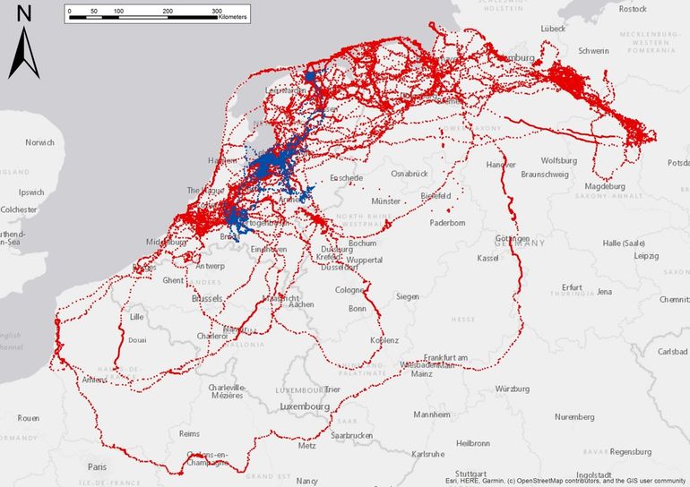 Bewegingen van Nederlandse zeearenden in 2020 (rood: tweedekalenderjaarvogels en blauw: eerstekalenderjaarvogels)