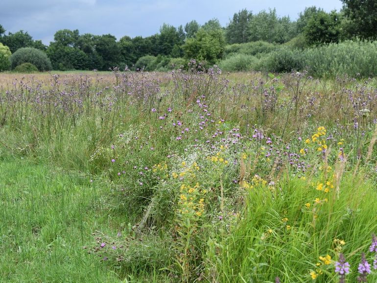 Sinusbeheer zorgt voor een groter aandeel bloeiende planten