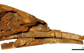 Jobbins et al. Schedel van Alienacanthus
