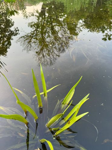 Krabbenscheer in de Leidse Hortus