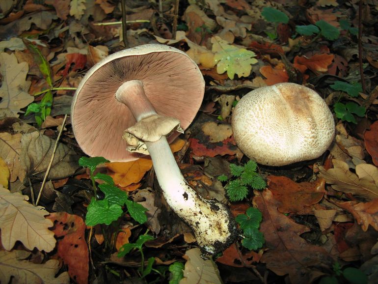 De Hazelhoenchampignon is heel mooi maar ongeschikt voor consumptie