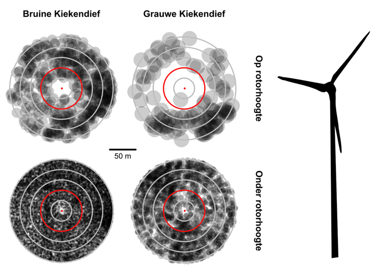 Vermijdingsgedrag van Bruine en Grauwe kiekendieven ten opzichte van windturbines. De plaatjes tonen de horizontale verdeling van GPS posities rondom windturbines. Alle turbines met bijbehorende posities zijn over elkaar heen gelegd. Rode punt = windturbinetoren, rode cirkel = risicozone, grijze cirkels = banden van 20 meter. Het ontwijken van windturbines op rotorhoogte is duidelijk te zien.