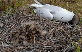 Een kokmeeuw met jongen, getroffen door vogelgriep