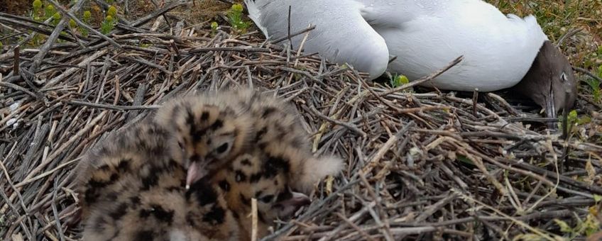 Een kokmeeuw met jongen, getroffen door vogelgriep