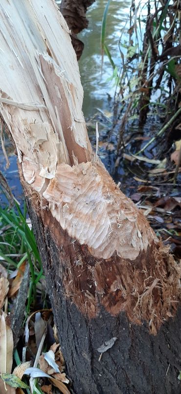 Bevers hebben behoorlijk wat bomen onder handen genomen