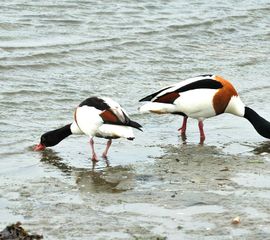 Tadorna tadorna. Bergeend