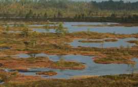 Plassen in intact hoogveen in Estland