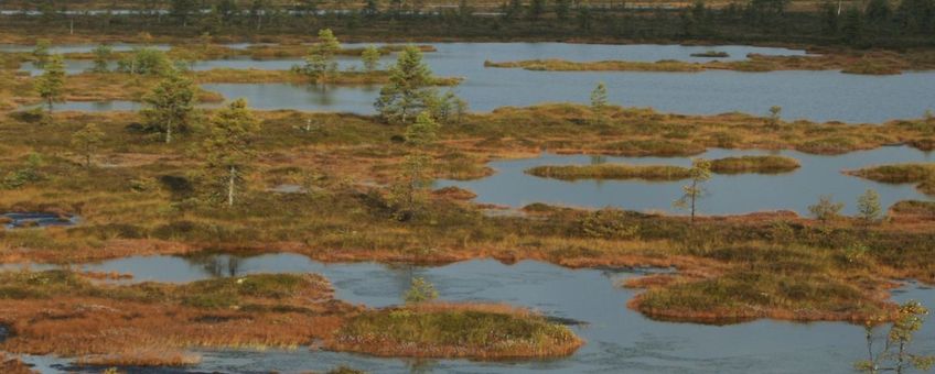 Plassen in intact hoogveen in Estland