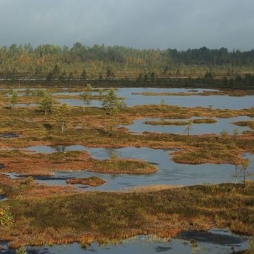 Veenlandschap in Estland