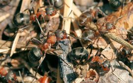 Jinze Noordijk Behaarde rode bosmier formica rufa