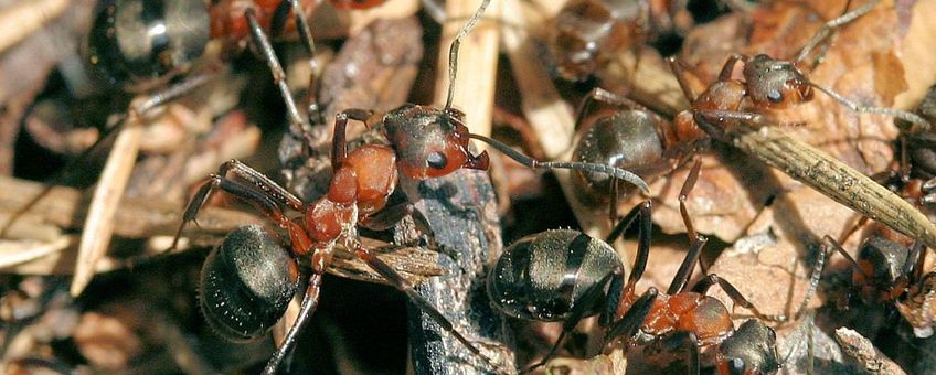 Behaarde rode bosmier formica rufa