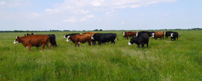 Kringlooplandbouw natuurinclusief Eytemaheert blaarkoppen