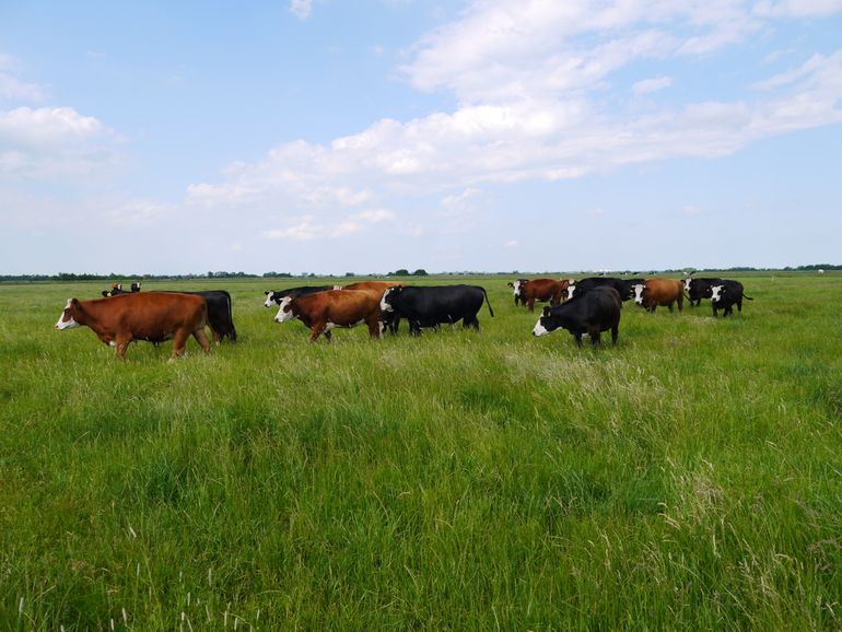 Het huidige landbouwbeleid is een ramp voor de natuur, volgens wetenschappers